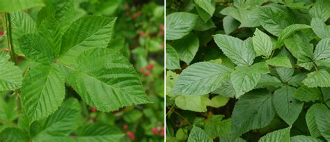 blackberry bush identification