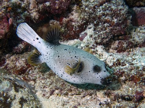 10 Popular Saltwater Puffer Fish Species - Build Your Aquarium