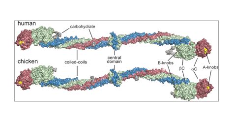 Crystal Structure of Human Fibrinogen | Biochemistry