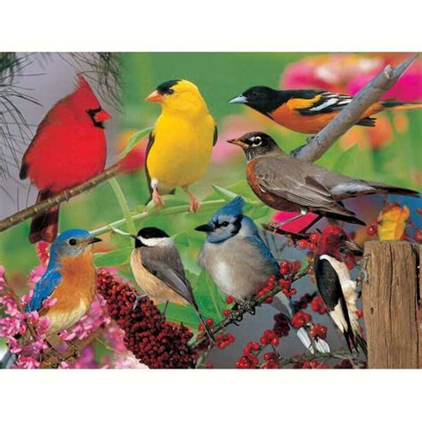 Impact Photographics IMP5213084S Puzzle Backyard Birds 500 piece Puzzle - Walmart.com - Walmart.com