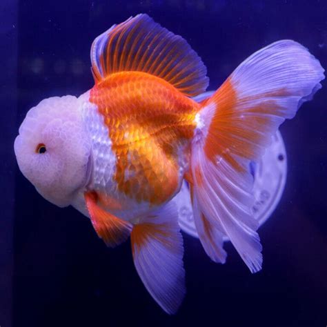 Aquarium Central - Goldfish - Assorted Fantail Large (Carassius auratus) 12cm - Aquarium Central