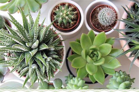 11 Adorable Mini Succulents Uses + Growing Tips - ProFlowers Blog