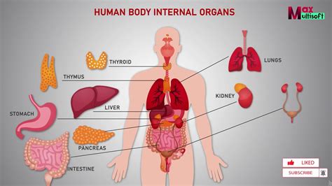 Human Body Internal Organs | Human Anatomy Animation 2024 - YouTube