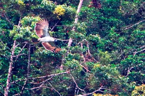 LOOK: New family of Philippine eagles spotted on Mount Apo | ABS-CBN News