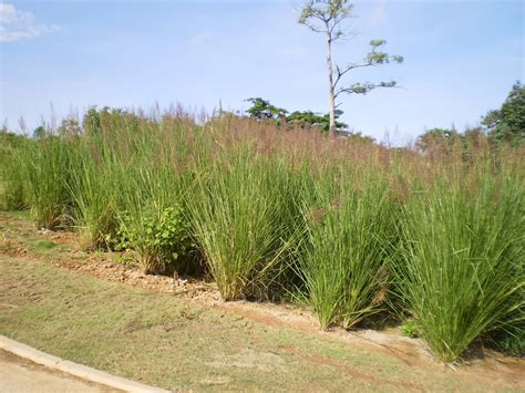 Vetiver Grass Technology Philippines