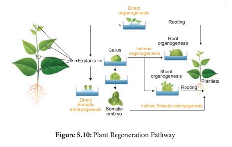 Plant Regeneration Pathway - Biotechnology