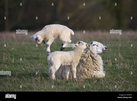 Jumping Lamb & Ewe Stock Photo - Alamy