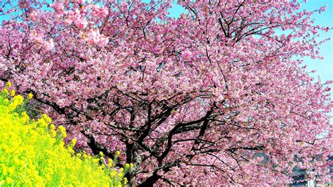 Cherry Blossom Tree Wallpaper 13 - [2560x1440]