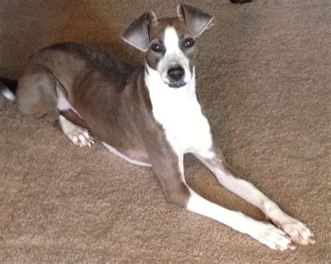 Daisy: my Whippet Mix Crazy Dog Lady, Boston Terrier, Daisy, Animals, Boston Terriers, Animales ...