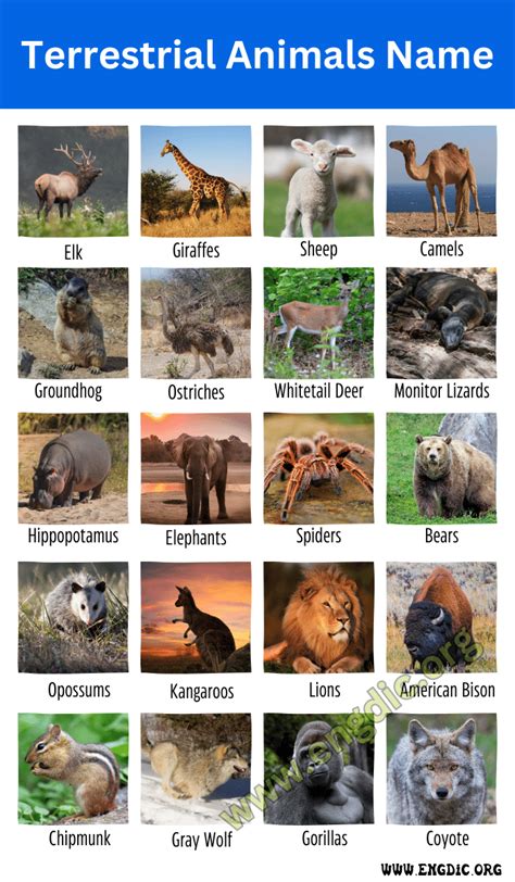 25 Terrestrial Animals Names And Pictures (Land Animals), 59% OFF