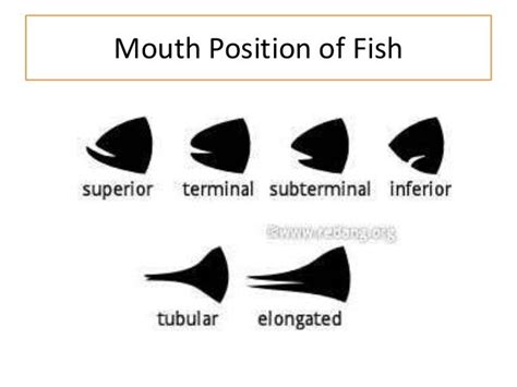 Fish Mouth Types - SEA AND FISH