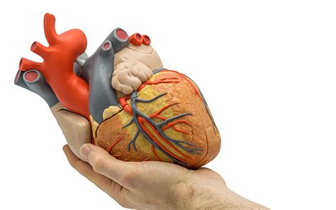 The Significance of Cardiac Remodeling