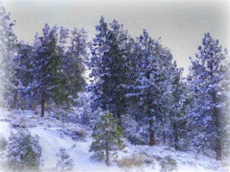 Snowy Pine Forest Free Stock Photo - Public Domain Pictures