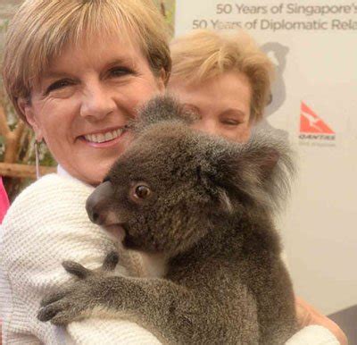 Government needs to concentrate on wild Koalas - AKF - Australian Koala Foundation