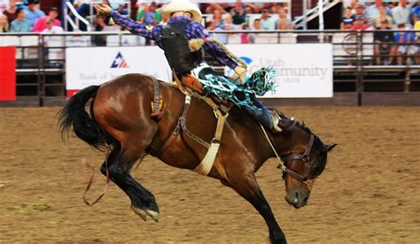 12 Unique Rodeo Facts - Helpful Horse Hints