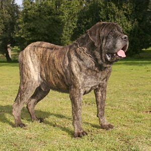 English Mastiff Puppies For Sale | Available in Phoenix & Tucson AZ