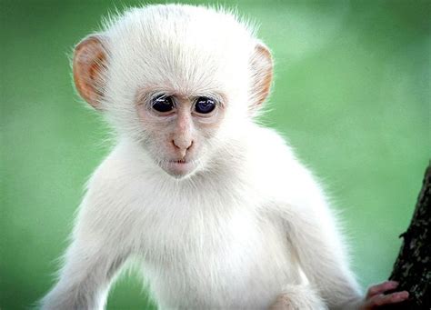 Africa Afrika | Albino animals, Animals beautiful, Rare animals