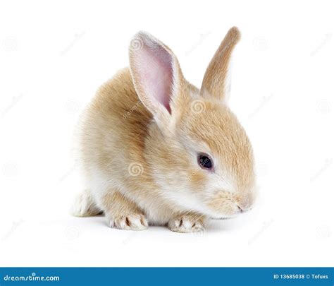 Red Rabbit Royalty Free Stock Photos - Image: 13685038