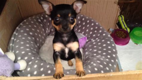 Chihuahua Mix Tan Puppy