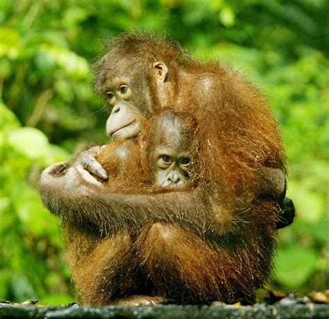 Hunting, loss of habitat halves orangutan population in Borneo ...