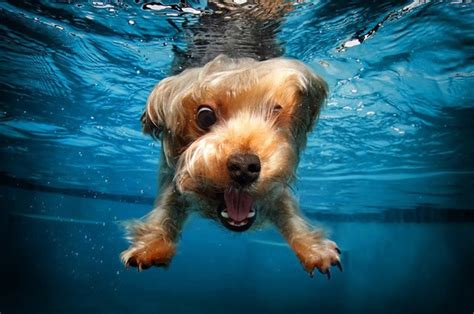 Amazing-underwater-dog-pictures-15 | TechnoCrazed