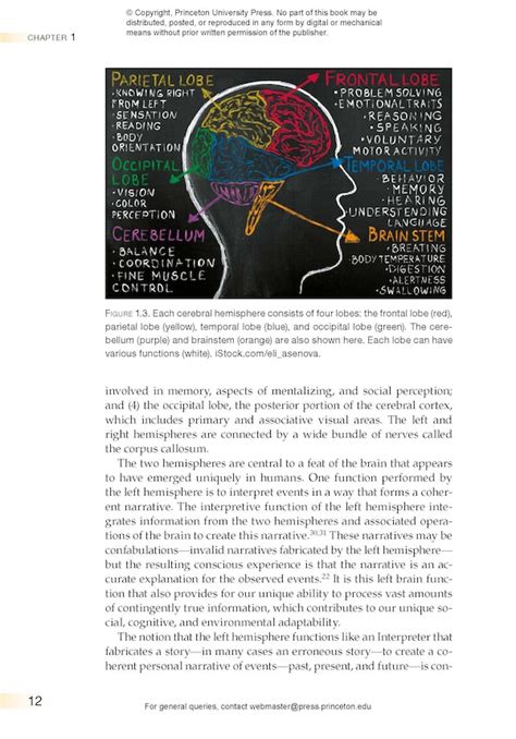 Introduction to Social Neuroscience | Princeton University Press