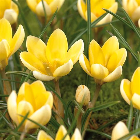 Crocus Romance Crocus Chrysanthus Bulbs | Departments | TradePoint