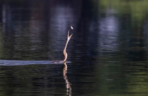 Premium Photo | A snake eating a fish in the water