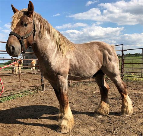 Brabant / Belgian horse - Native Breed.org