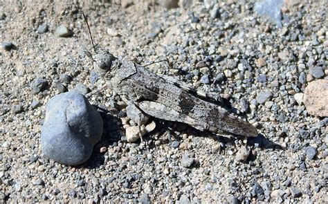 Pallid-Winged Grasshopper, Pacific Northwest