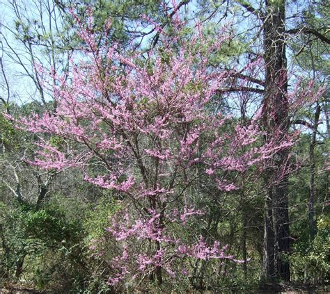 Using Georgia Native Plants: White Blooming Roadside Trees