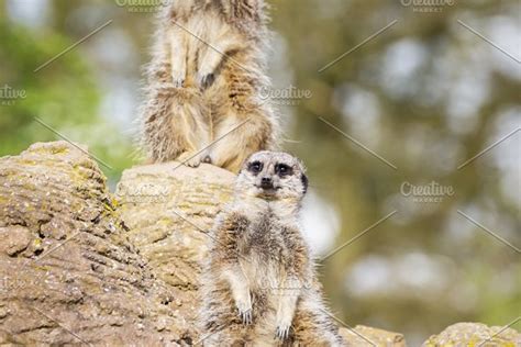 Meerkats mongoose stock photo containing meerkat and zoo | High-Quality Animal Stock Photos ...