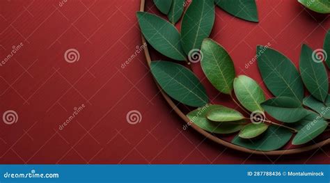 Wooden Modern Board and Green Leaf Copy Space Background Stock ...