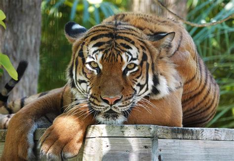 Video captures Florida cop shoot tiger as it attacks screaming Naples ...