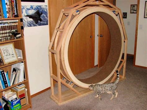 10 Best DIY Cat Wheel Plans | Cat exercise wheel, Cat exercise, Cat diy