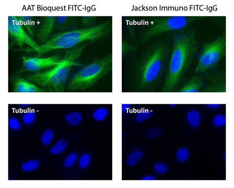 ReadiLink™ Rapid FITC Antibody Labeling Kit *Microscale Optimized for ...