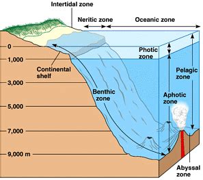 Benthic Zone: Definition, Types and Characteristics