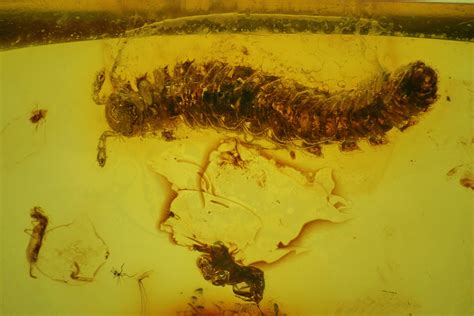 Fossil Centipede (Chilopoda) & Springtail (Collembola) Baltic Amber (#142240) For Sale ...