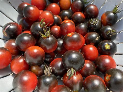 “Black Cherry” tomatoes we’ve grown this year. : r/gardening