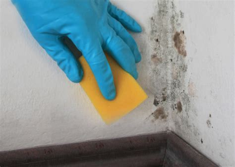 How To Clean & Kill Mold Off Your Walls With Vinegar And Baking Soda ...