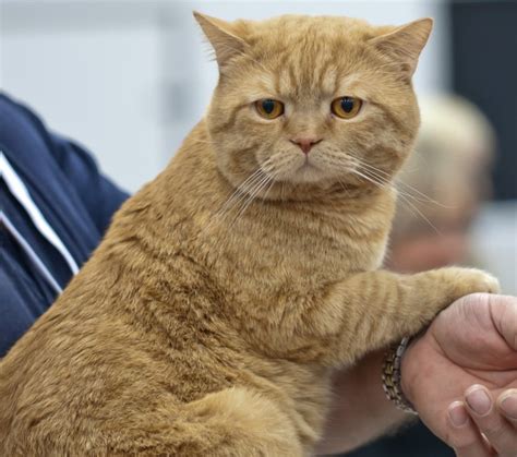 British Shorthair Breed Traits - Short Hair Fashions