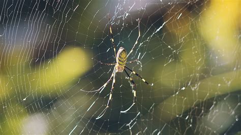 One Giant Leap: Joro Spiders in North Carolina | Homegrown| NC State University