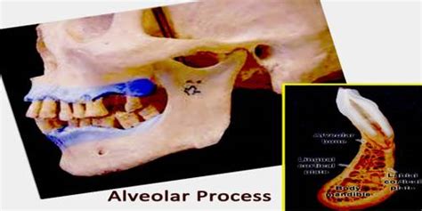 Alveolar Process - Assignment Point