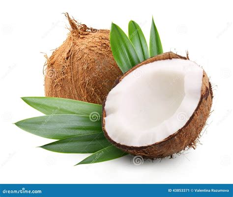 Coconut with palm leaves stock image. Image of shell - 43853371