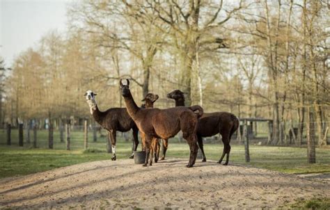 An Unlikely Ally: Llama Antibodies Key To Potential COVID-19 Treatment ...