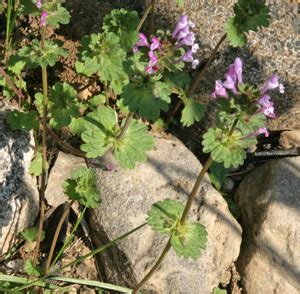 Henbit, Lamium amplexicaule – Wisconsin Horticulture