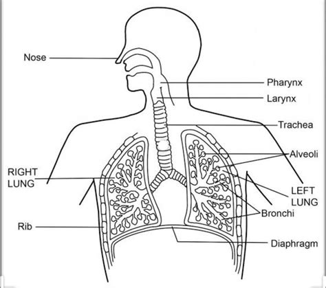 Draw A Neat Labelled Diagram Of Human Respiratory System