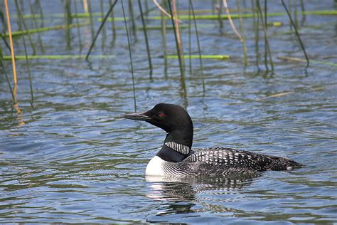 Minnesota State Bird Photograph by Penny Meyers