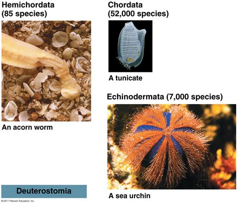 Organismal Biology