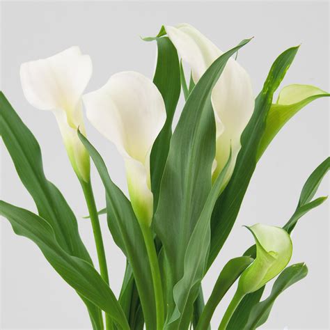 Calla Lily | Make Me Bloom